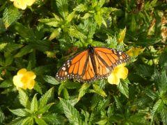 Schmetterling