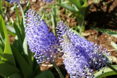 Blumen