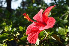 Blumen