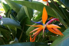 Blumen