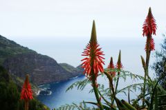 Blumen