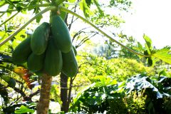 Papaya