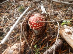 Pilz