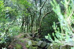 Wald