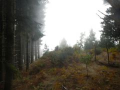Wald