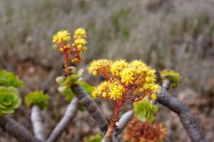 heimische Blume