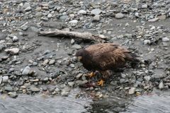 Vogel am Matanuska River