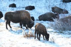 Bison Alaska Hwy