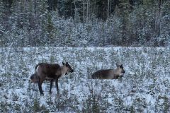 Caribou Alaska Hwy