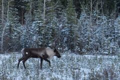 Caribou Alaska Hwy