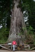 USA Oregon Redwood
