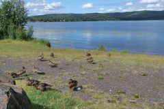 Birch Lake