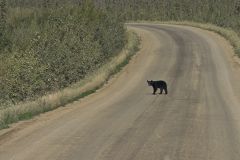 Dalton Hwy Schwarzbär