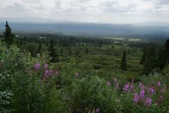 Denali Hwy
