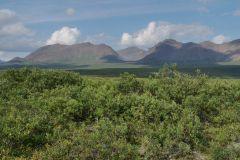 Denali Hwy