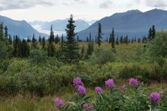 Matanuska Glacier Glenn Hwy