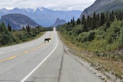 Moose Glenn Hwy