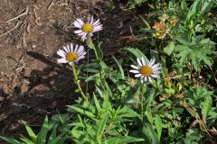 Marmot Mountain Trail