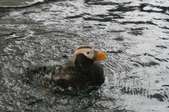 Alaska SeaLife Center Seward