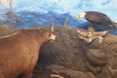 Kluane Museum of Natural History