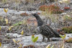 Takhini Hot Springs Ptarmigan