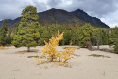 Klondike Hwy Carcross Desert