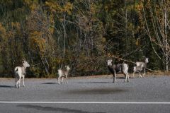 Alaska Hwy Ziegen