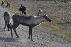 Alaska Hwy Hirsche