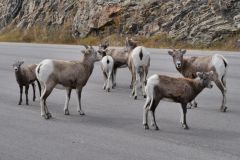 Mountain Bighorn Schafe