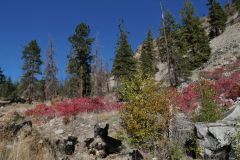 Crowsnest Hwy
